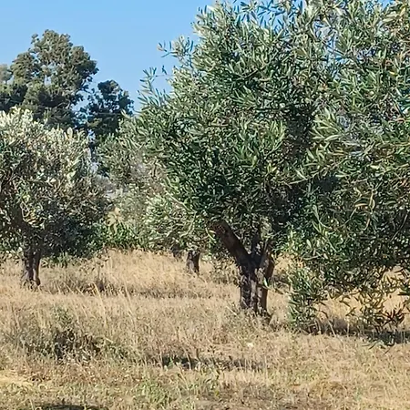 Zeituna A Porto Cesareo *